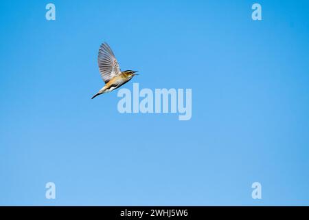 Seggenwarbler (Acrocephalus schoenobaenus) im Liedflug während der Balz Stockfoto