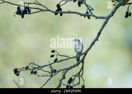 Segen-Warbler (Acrocephalus schoenobaenus) während der Balz Stockfoto