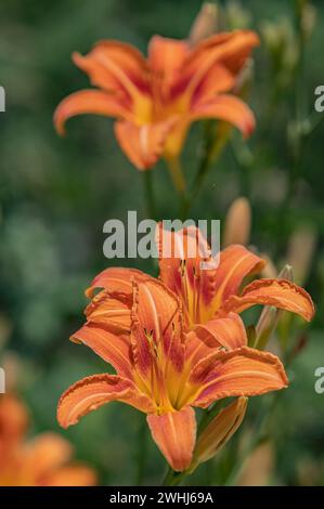 Gelb-rote Taglilie Stockfoto