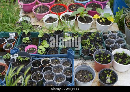 Hausgemachte Setzlinge verschiedener Kräuter und Gemüse in kleinen Pflanztöpfen, Gartenarbeit für gesunde Ernährung, ausgewählter Fokus Stockfoto