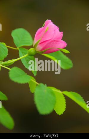 Wild rose entlang Jack Creek, Deschutes National Forest, Oregon Stockfoto