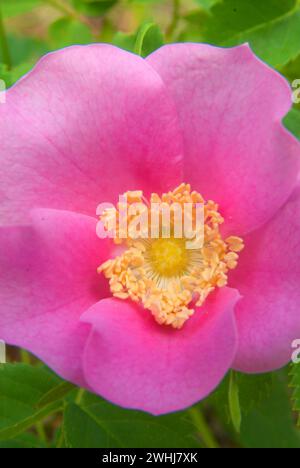 Wild rose entlang Jack Creek, Deschutes National Forest, Oregon Stockfoto