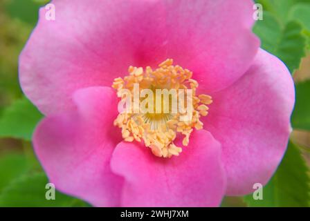 Wild rose entlang Jack Creek, Deschutes National Forest, Oregon Stockfoto