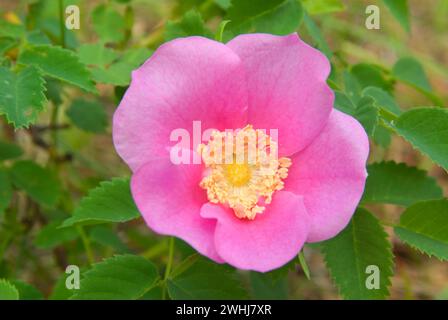 Wild rose entlang Jack Creek, Deschutes National Forest, Oregon Stockfoto