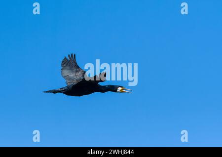 Großer Kormoran im Flug in der Abendsonne Stockfoto