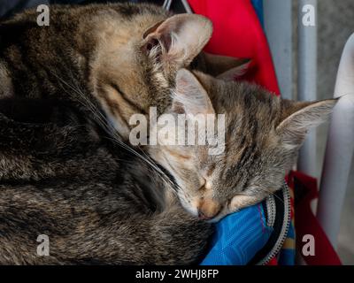 Zwei graue Tabby-Kätzchen schlafen in einer bunten Tasche zusammen Stockfoto