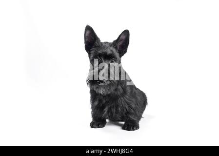 Schwarzer Scotch-Terrier-Welpe sitzt auf weißem Hintergrund Stockfoto
