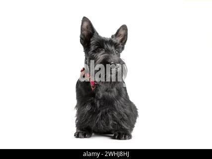 Schwarzer Scotch-Terrier-Welpe mit karierter Schleife auf weißem Hintergrund Stockfoto