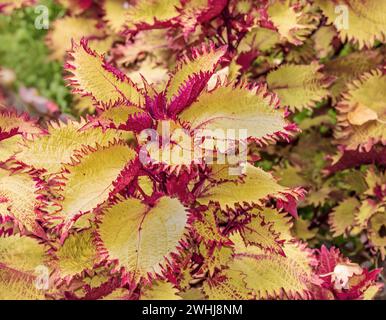 Buntnessel „Solenostemon scutellarioides“ Stockfoto