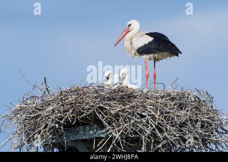 Die Familie der Weißen Storchen im Nest Stockfoto