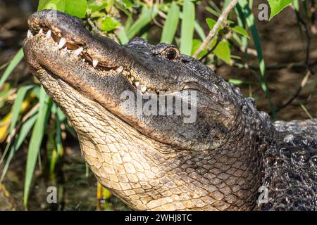 Amerikanischer Alligator (Alligator mississippiensis), der seinen Kopf beim Bellen im Zoologischen Park der St. Augustine Alligator Farm in St. Augustine, FL, hebt. Stockfoto