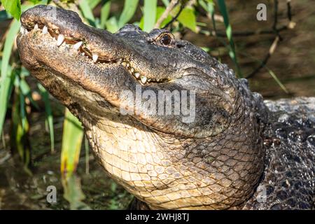 Amerikanischer Alligator (Alligator mississippiensis), der seinen Kopf beim Bellen im Zoologischen Park der St. Augustine Alligator Farm in St. Augustine, FL, hebt. Stockfoto