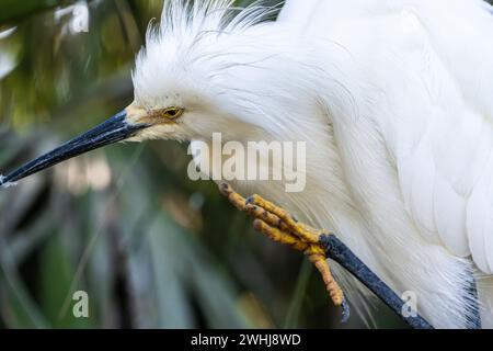 Schneebedeckter Reiher (Egretta thula) auf der Insel Anastasia in St. Augustine, Florida. (USA) Stockfoto