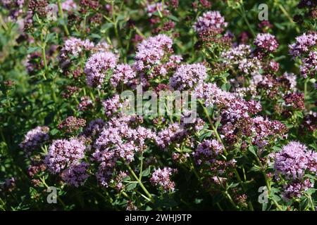 Origanum vulgare, Wild Marjoram Stockfoto