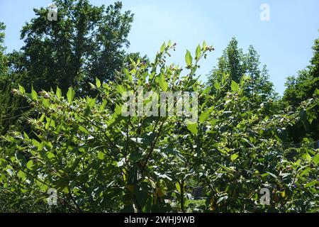 Atropa Belladonna, tödlicher Nachtschatten Stockfoto
