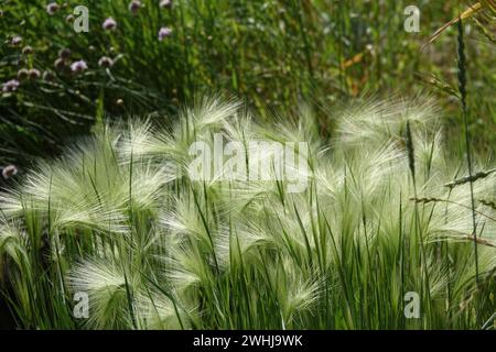 Hordeum jubatum, Foxtail Gerste Stockfoto