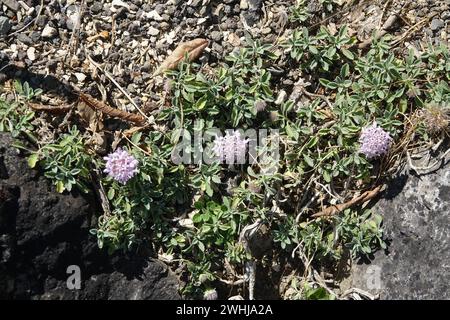 Pterocephalus perennis, Mount Parnassus scabious Stockfoto