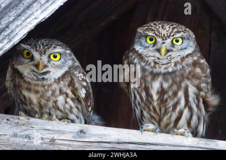 Kleines altes Paar, das auf Holzbalken steht (Athene noctua) Stockfoto