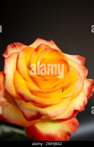 Orange Rose auf schwarzem Hintergrund Stockfoto