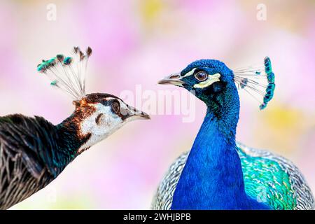 Porträt eines männlichen und einer weiblichen indischen Pfauze, Pavo cristatus, Pfau. Pfauen - Pfauze isoliert Stockfoto