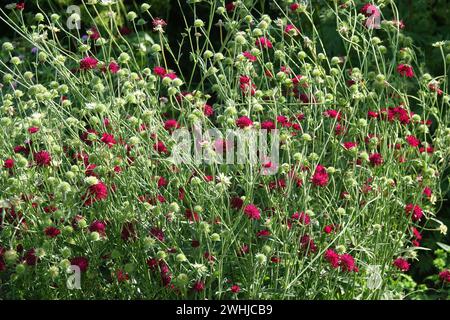 Knautia macedonica, mazedonischer Schamotte Stockfoto