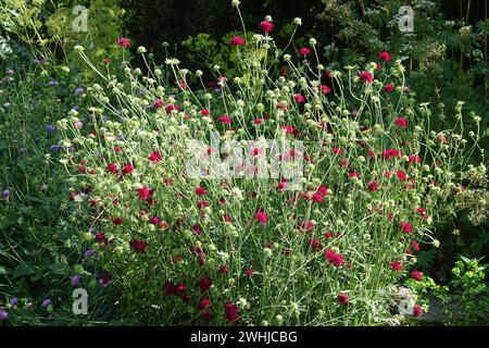 Knautia macedonica, mazedonischer Schamotte Stockfoto