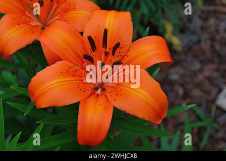 Nahaufnahme einer Blume, Tigerlilie, in voller Blüte. Stockfoto