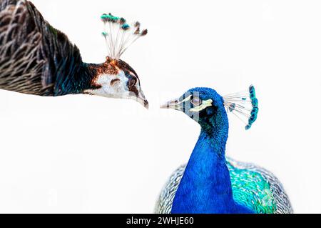 Porträt eines männlichen und einer weiblichen Pfauze, Pfau. Pfauen - Pfauze isoliert auf weißem Hintergrund Stockfoto