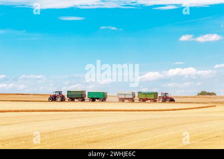 Traktor mit Anhängern am Horizont, der auf einem Weizenfeld arbeitet. Weizen ernten. Landwirtschaft. Stockfoto