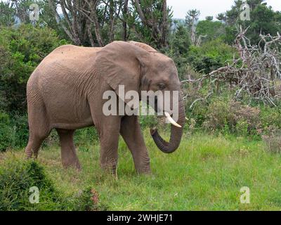 Afrikanischer Elefant Loxodonta africana Kap von Südafrika Stockfoto