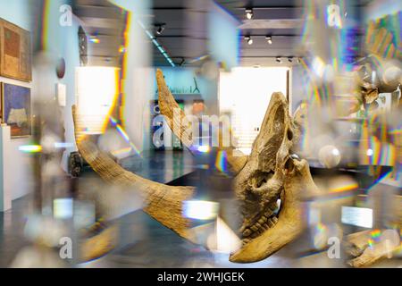 Vorhang aus Swarovski-Kristallen und fossiles Skelett von sibirischen Wollnashörnern (Coelodonta antiquitatis) Stockfoto