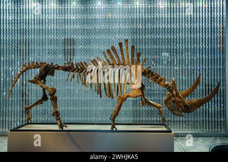 Vorhang aus Swarovski-Kristallen und fossiles Skelett von sibirischen Wollnashörnern (Coelodonta antiquitatis) Stockfoto