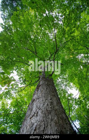 Landschaft mit üppigen jungen grünen Wäldern mit Zuckerahornbäumen im Sommer. Quebec, Kanada Stockfoto