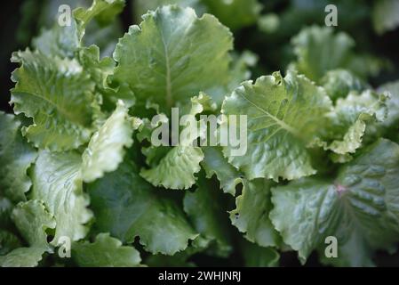 Grüne, frische Salatblätter aus nächster Nähe Stockfoto