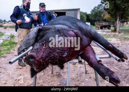 Die traditionelle Schlachtung des mallorquinischen schwarzen Schweines Stockfoto