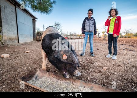 Kinder auf einer Farm von Faixat-Zuchtschwein Stockfoto