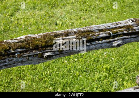 Moos wächst auf dem Holzstamm eines Zauns. Unscharfer grüner Grashintergrund. Sonniger Tag Stockfoto