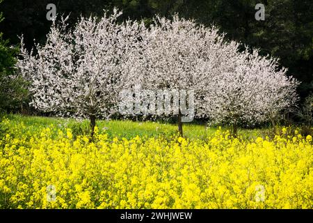 Almendros en flor en un campo de Colza Stockfoto