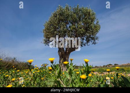 Olivenbaum zwischen gelben Blumen Stockfoto