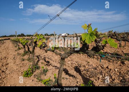 Weinberge des Weinguts Terramoll Stockfoto