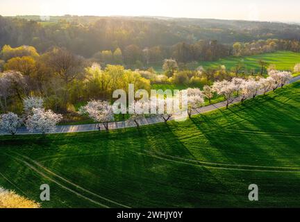 Ein Blick aus der Vogelperspektive auf die Kirschbaumallee in der Nähe von St. Anne's Mountain, Polen Stockfoto