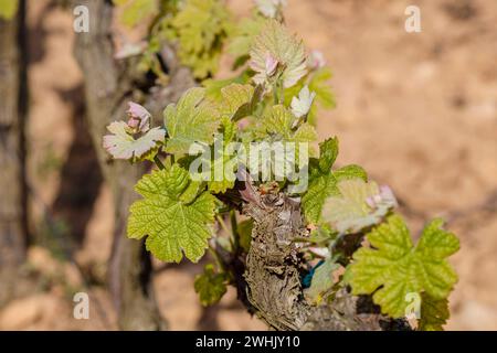 Weinberge des Weinguts Terramoll Stockfoto