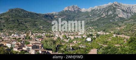 Olive Grove und Puig Major im Hintergrund Stockfoto