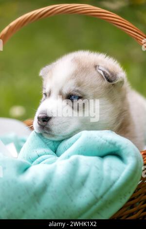 Süße Siberian Husky Welpen mit blauen Augen in den Korb Stockfoto