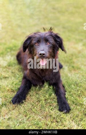 Schwarzer Hund, der auf Gras sitzt Stockfoto