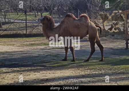 Kamel auf einem Spaziergang auf dem Hof, Sofia, Bulgarien Stockfoto