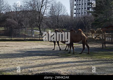 Kamel auf einem Spaziergang auf dem Hof, Sofia, Bulgarien Stockfoto