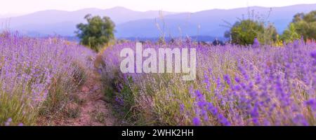 Lavendelblumen Feld bei Sonnenuntergang, Banner Stockfoto