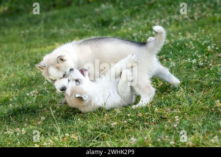 Sibirische Husky-Hundewelpen spielen draußen Stockfoto