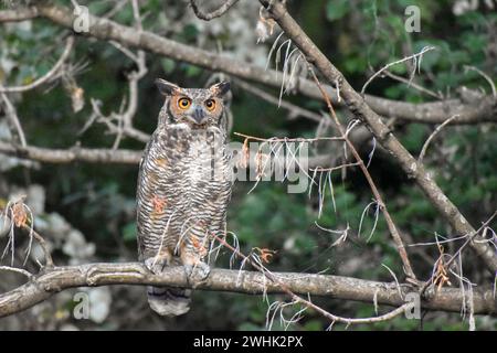 Erwachsene freizügige Virginia-Uhu (Bubo virginianus) im Bosques de Palermo Park in Buenos Aires, Argentinien Stockfoto